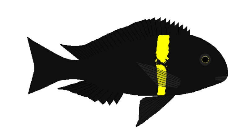 Tropheus sp. 'black' Cape Banza